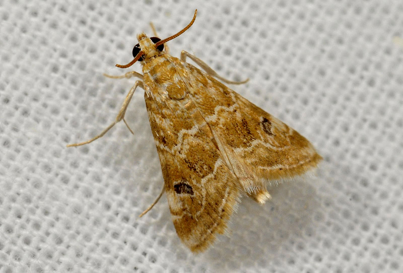 Hellula undalis